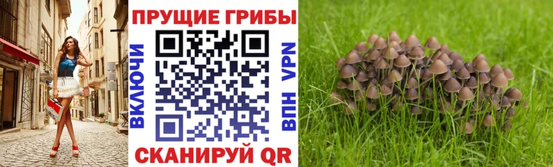 KRAKEN маркетплейс  Кингисепп  Псилоцибиновые грибы Cubensis 